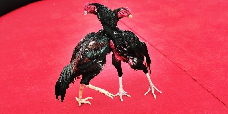 Đá Gà Trực Tiếp Tại 8XX - Những Thông Tin Hữu Ích Cho Bạn Đôi nét về đá gà trực tiếp tại 8XX