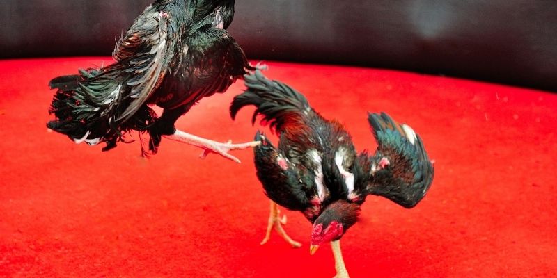 Đá Gà Trực Tiếp Tại 8XX - Những Thông Tin Hữu Ích Cho Bạn Các kèo cược được ưa thích