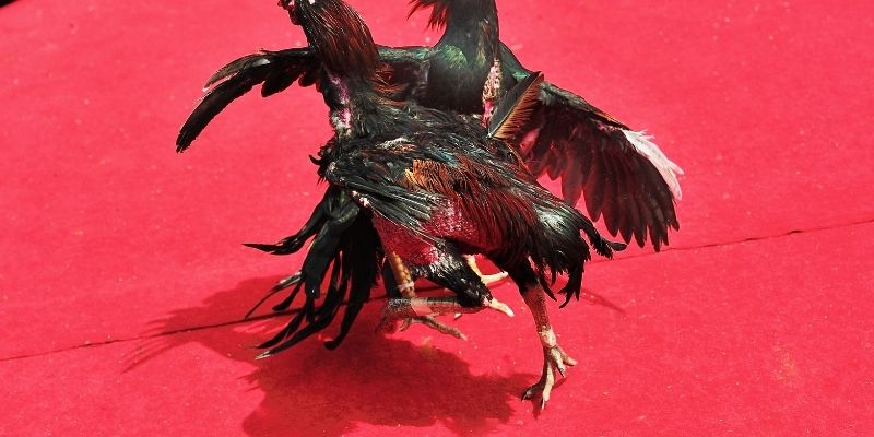 Đá Gà Thomo Trực Tiếp - Bật Mí Mẹo Cược Hay Tại 8XX Thông tin chính về đá gà Thomo trực tiếp